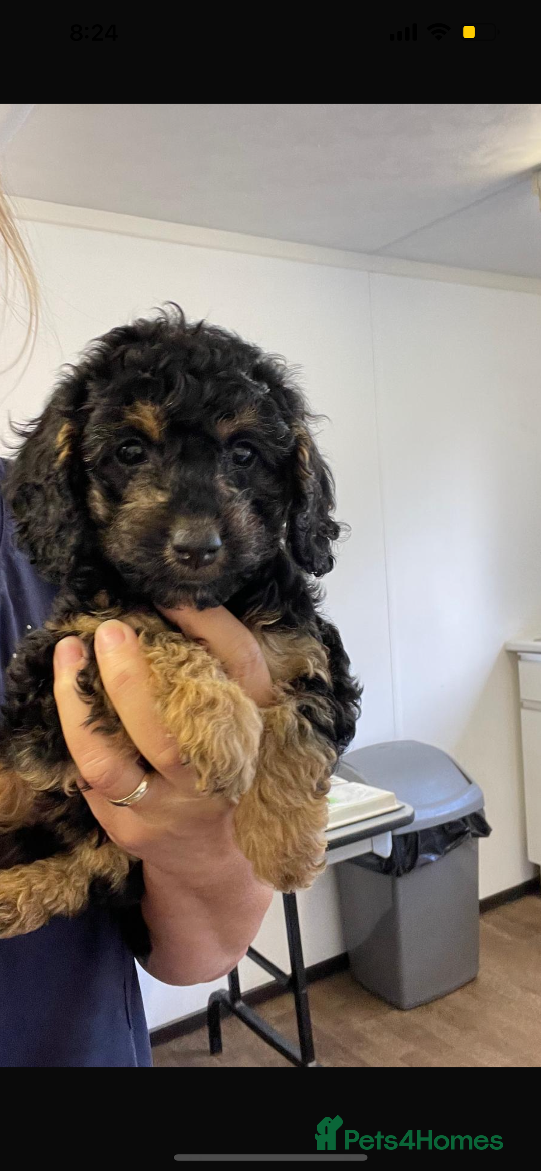 Toy Poodle dogs for stud: Phantom Toy Poodle KC registered North East Stud in Whitley Bay - Advert 9