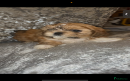 Shih Tzu dogs for sale: Shih tzu puppies - Image 5