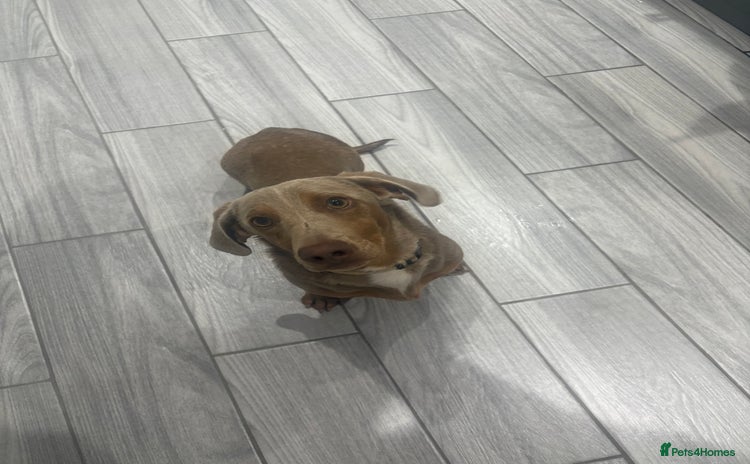 Dachshund dogs - Advert 1