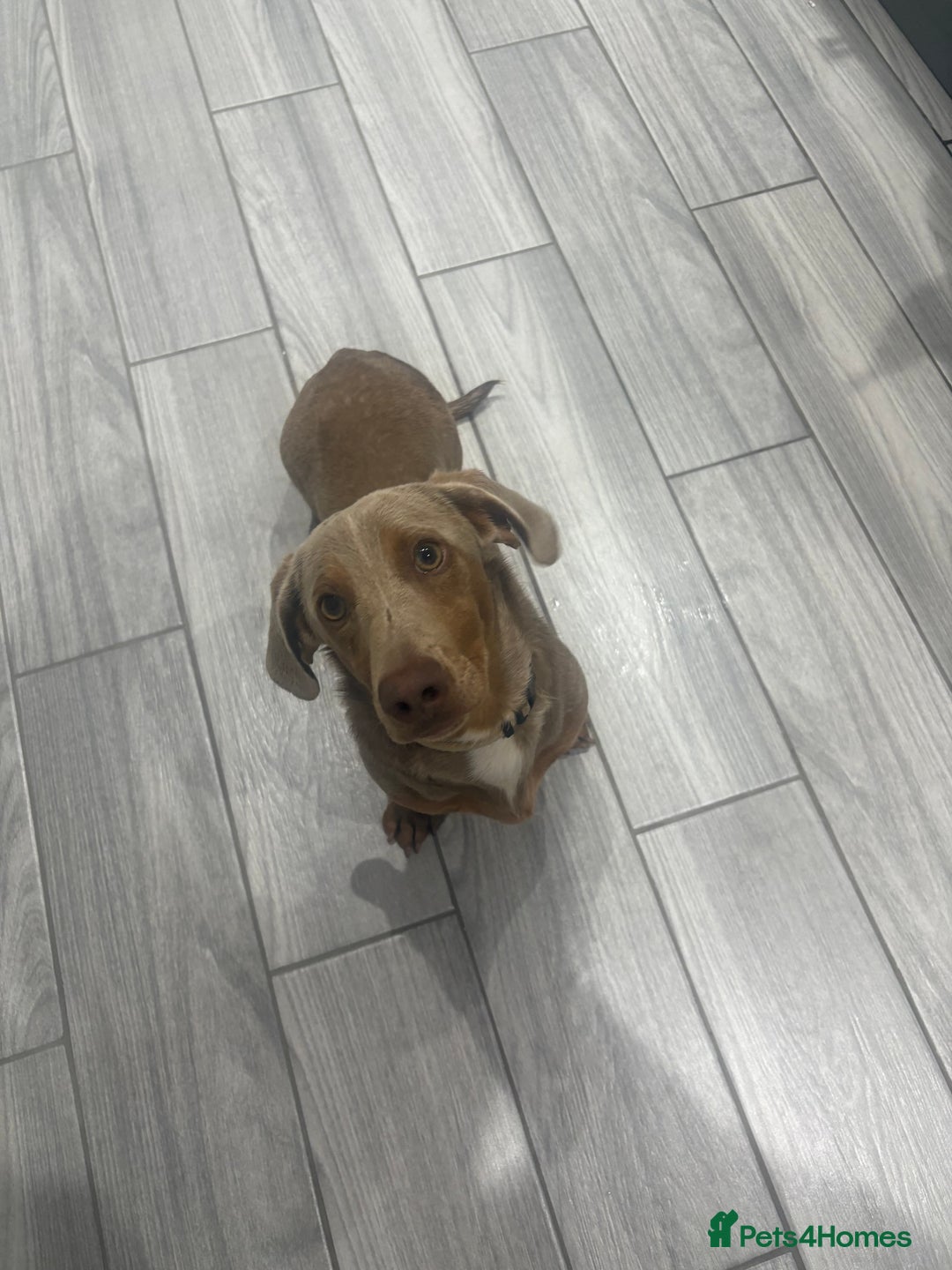 Dachshund dogs for sale: Isabelle and tan miniature dachshund 9 months old  - Image 1