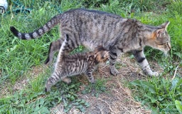 Mixed Breed cats for sale: Half Bengal kittens  - Image 12