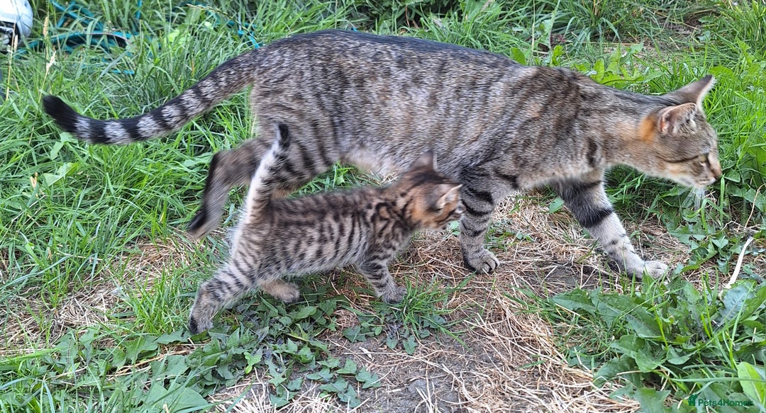Mixed Breed cats for sale: Half Bengal kittens  - Image 12