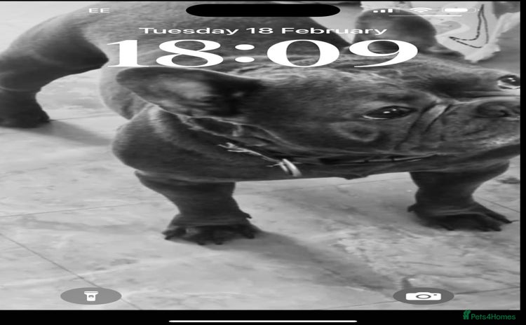 French Bulldog dogs - Advert 11