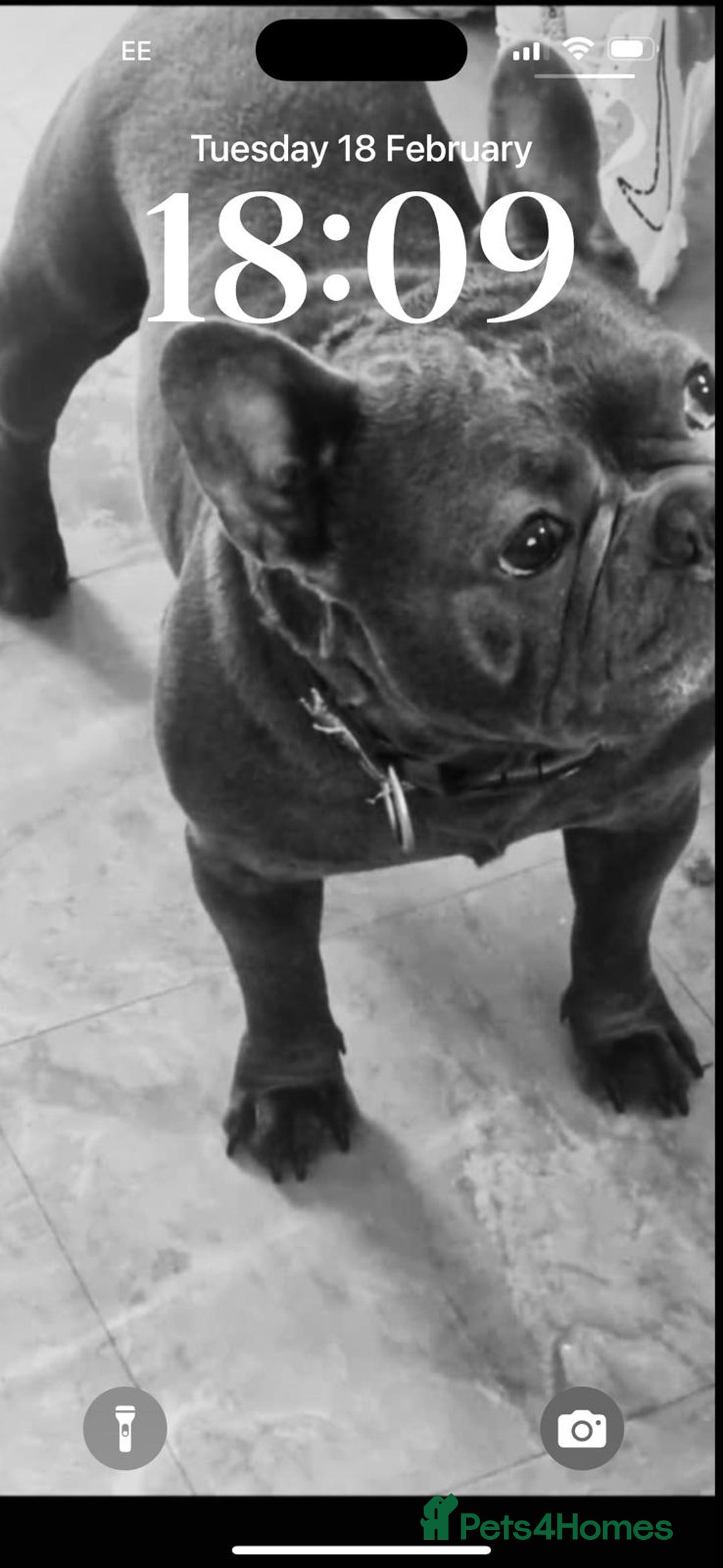 French Bulldog dogs for sale: French bulldog  - Image 1