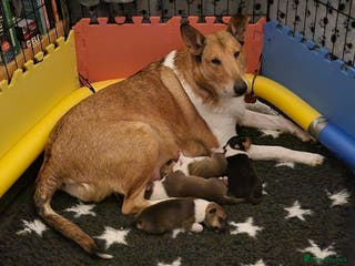 Smooth Collie dogs Male smooth collie puppies - 2 sable, 1 tricolour - Advert 15