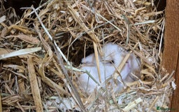 Mini Lop rabbits for sale: Gorgeous mini lop bunnies  - Image 2