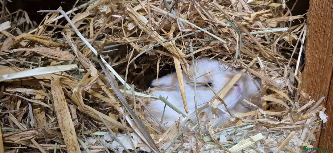 Mini Lop rabbits for sale: Gorgeous mini lop bunnies  - Image 2