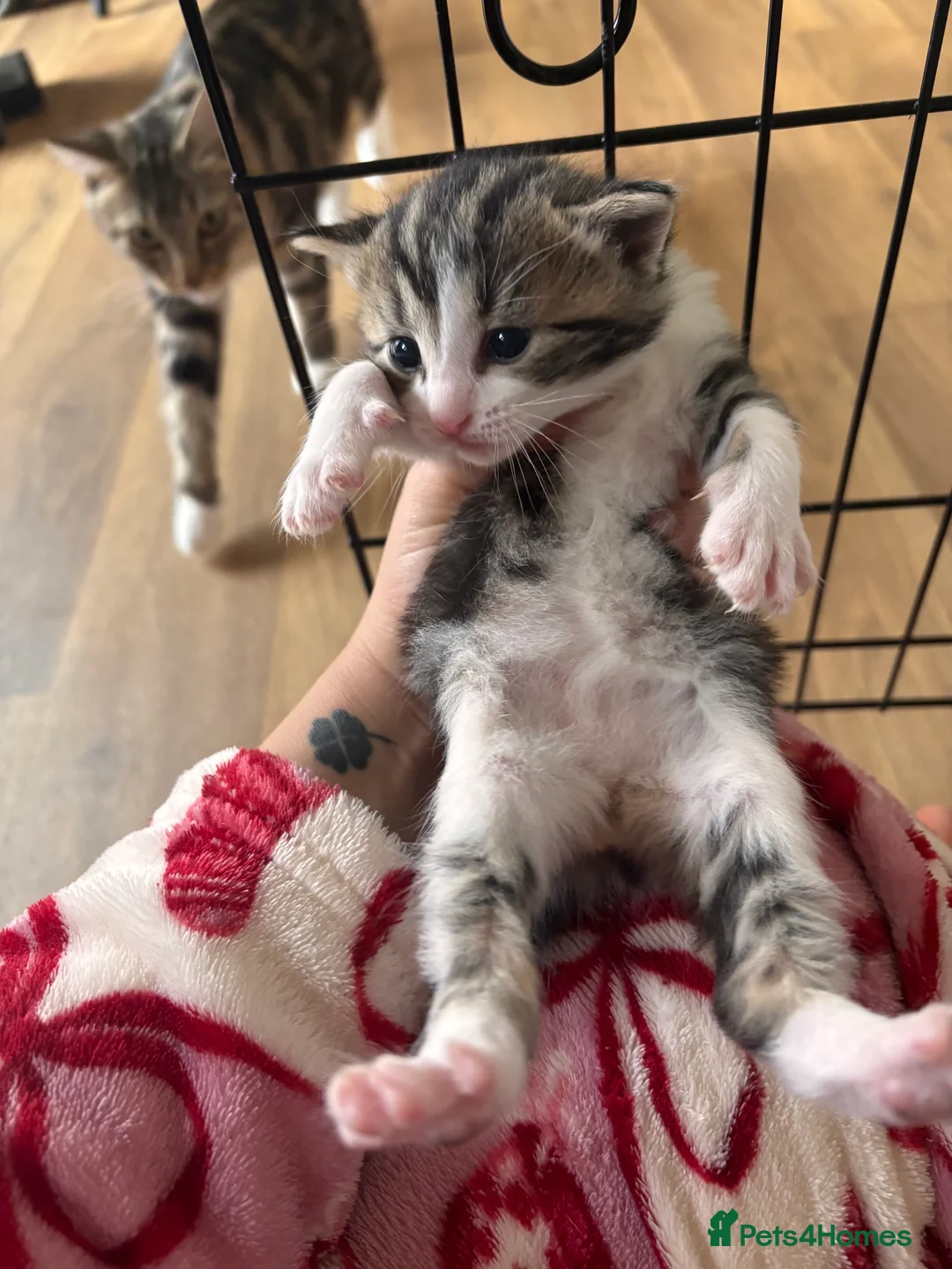 Mixed Breed cats for sale: Long haired mix breed kittens. - Advert 5