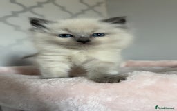Ragdoll cats for sale: 🎀 last remaining girl -pedigree Ragdoll babies🎀 - Image 1