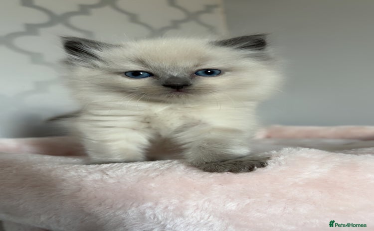 Ragdoll cats - Advert 5