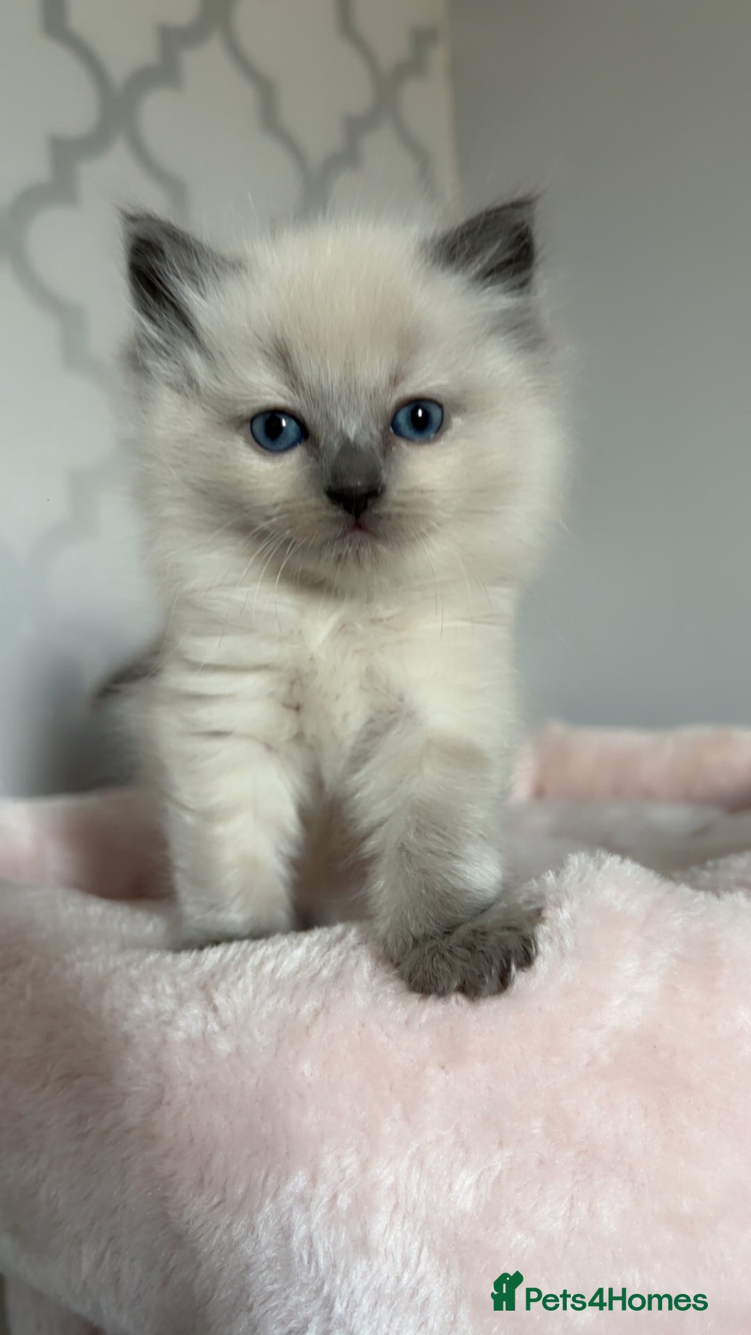 Ragdoll cats for sale: 🎀 last remaining girl -pedigree Ragdoll babies🎀 - Image 1