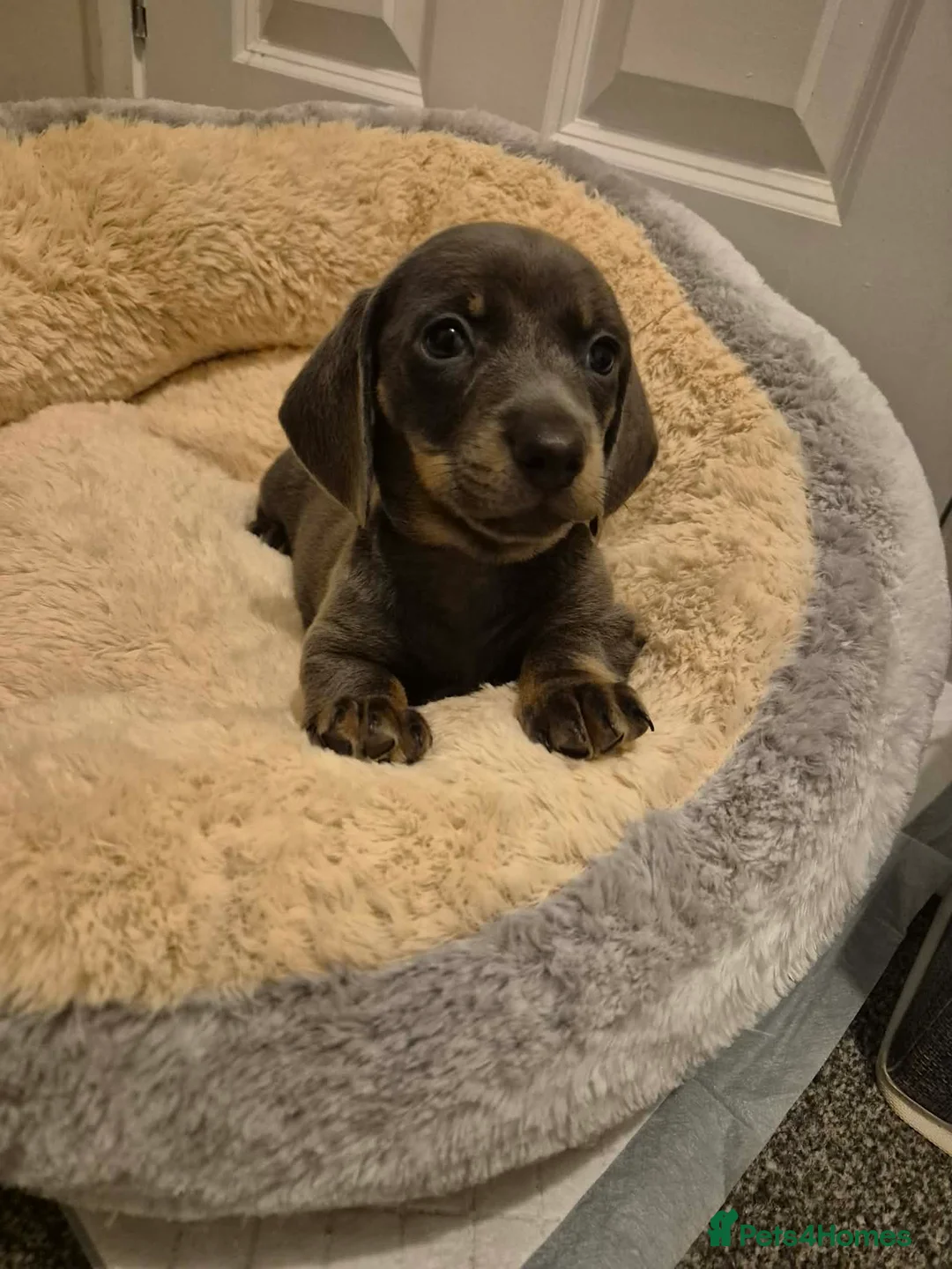 Miniature Dachshund dogs for sale: KC Dachshund puppies  - Advert 14