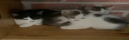 Mixed Breed cats for sale: Kittens for sale  - Advert 5