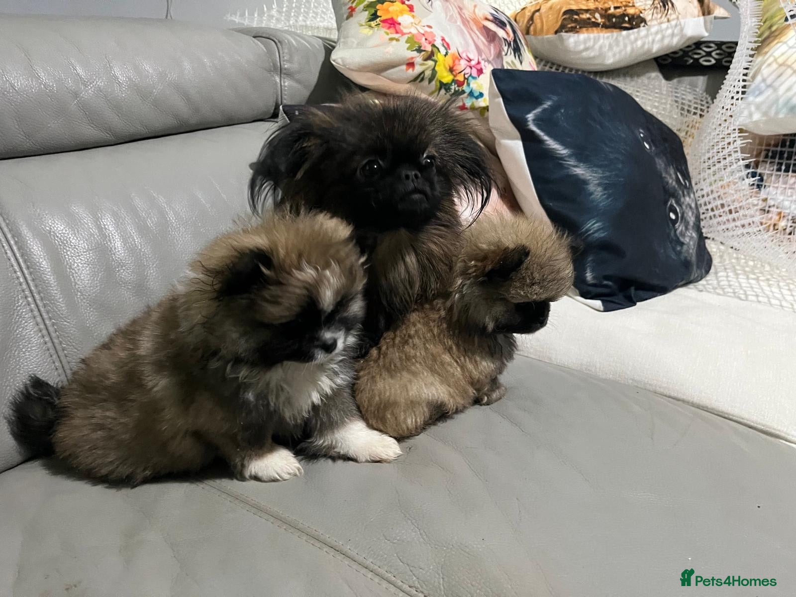 Mixed Breed dogs Peekapom puppies - Advert 1