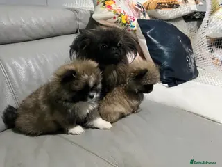 Mixed Breed dogs Peekapom puppies - Advert 1