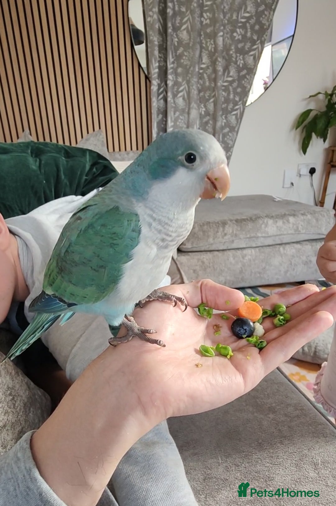 Parakeets birds for sale: Hand reared 12 week old Quaker Parrot - Image 3