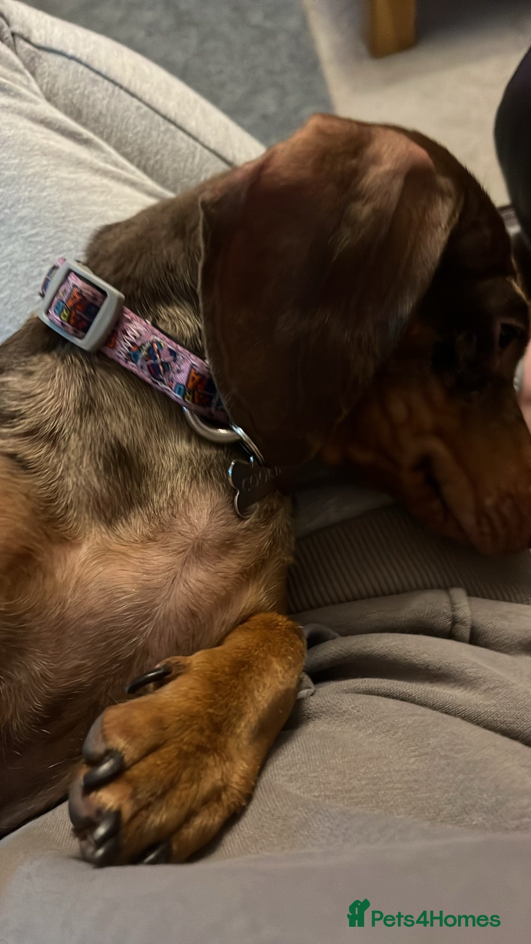 Dachshund dogs for sale: Female Dachshund  - Image 2