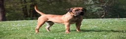 Boerboel dogs for sale: Stunning litter arrived- waitlist open - Advert 8