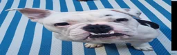 Mixed Breed dogs for adoption: WINNIE 3yr old mixed breed - Advert 2