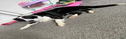Border Collie dogs for adoption: Coco - 3 year old female  in Carlisle - Advert 4