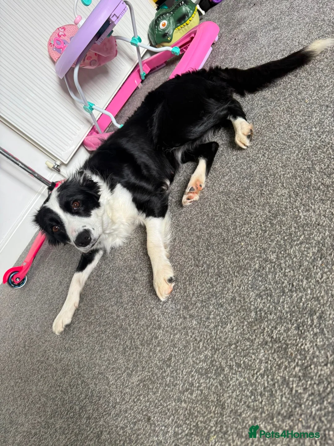 Border Collie dogs for adoption: Coco - 3 year old female  in Carlisle - Advert 4