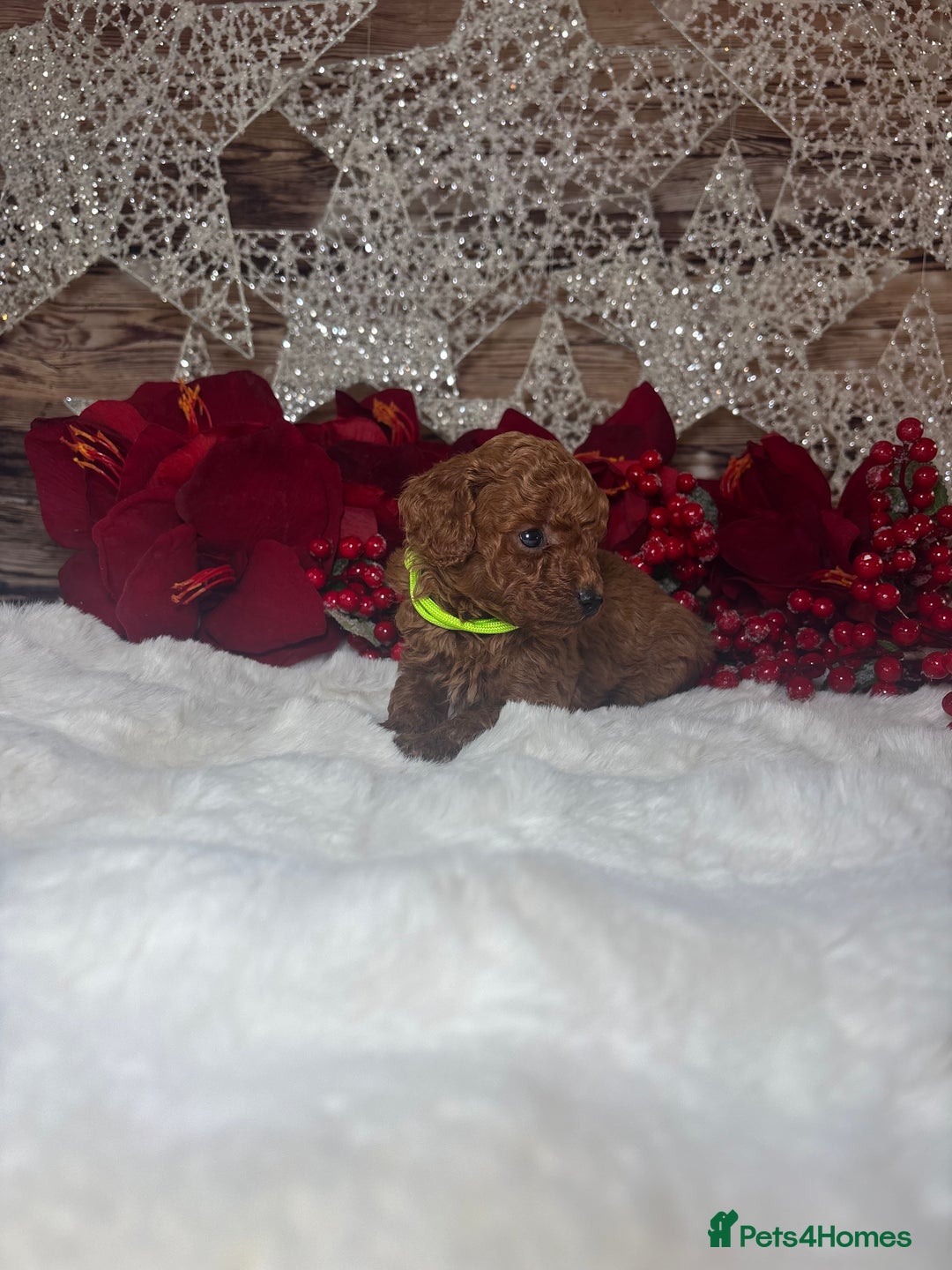 Toy Poodle dogs for sale: Outstanding toy/asain Poodles.  - Advert 12
