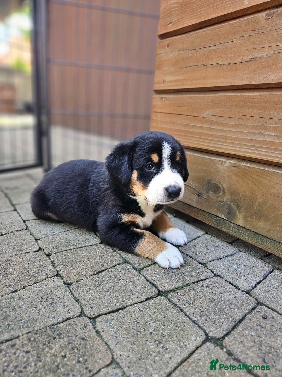 Entlebucher Mountain Dog dogs for sale: Entlebucher Mountain Dog - Image 25