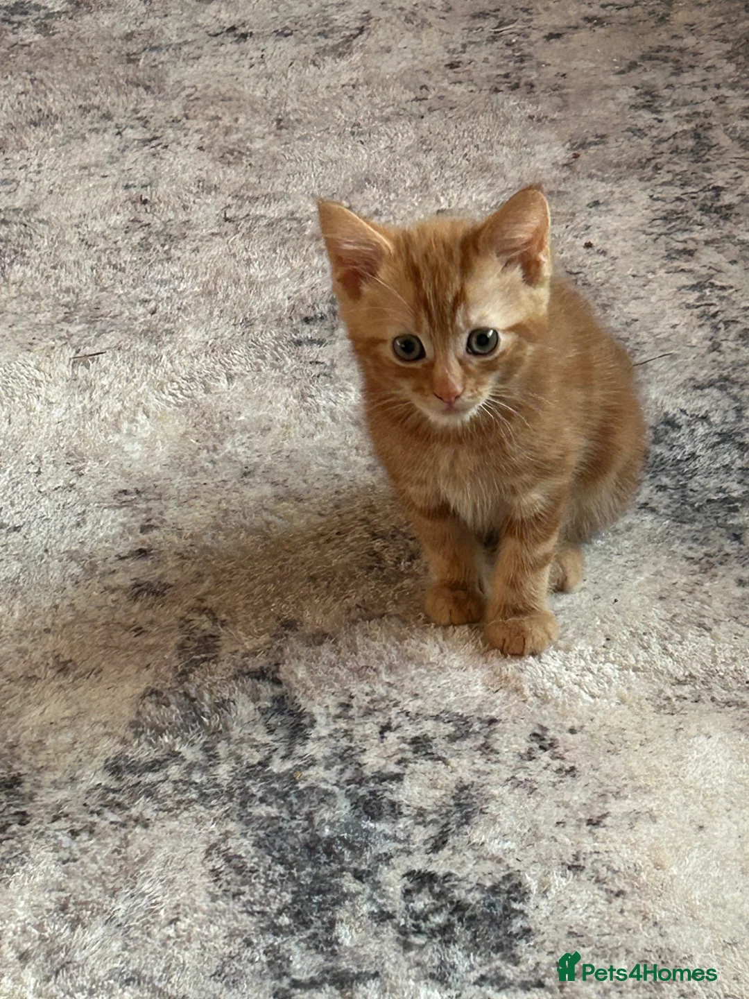 Mixed Breed cats for sale: 3 stunning ginger male kittens  in Carluke - Advert 10