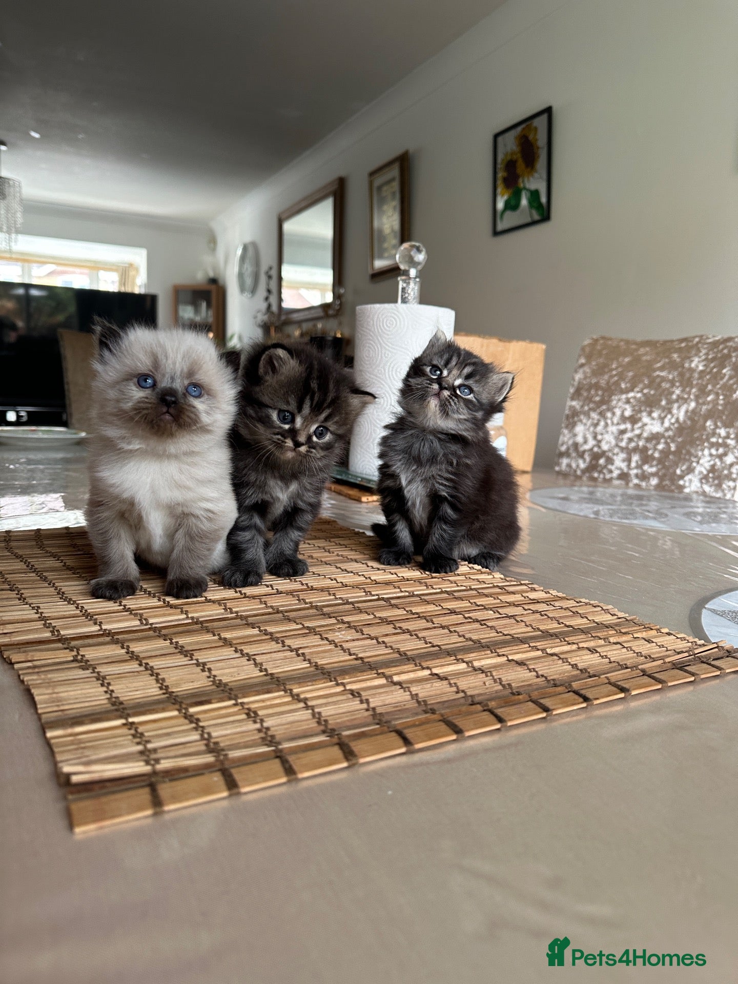Persian cats Adorable Persian Kittens – 2 Boys & 1 Girl - Advert 2