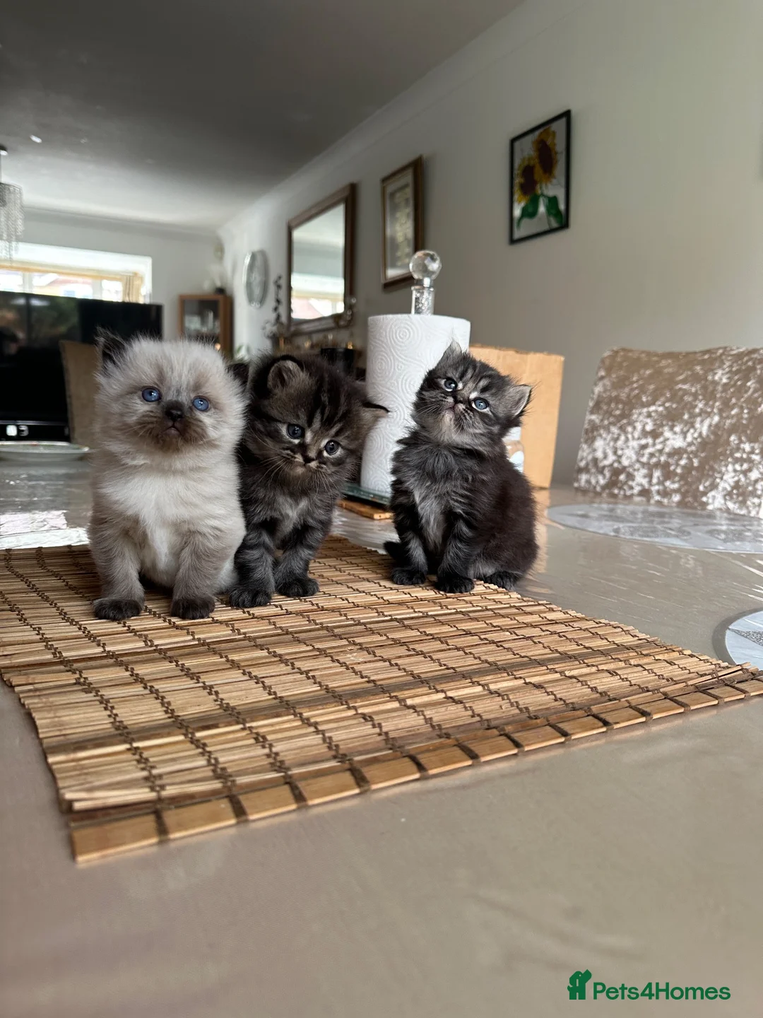 Persian cats for sale: Adorable Persian Kittens – 2 Boys & 1 Girl - Advert 1