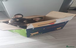 French Bulldog dogs for sale: My 5 year old Rocky - Image 4