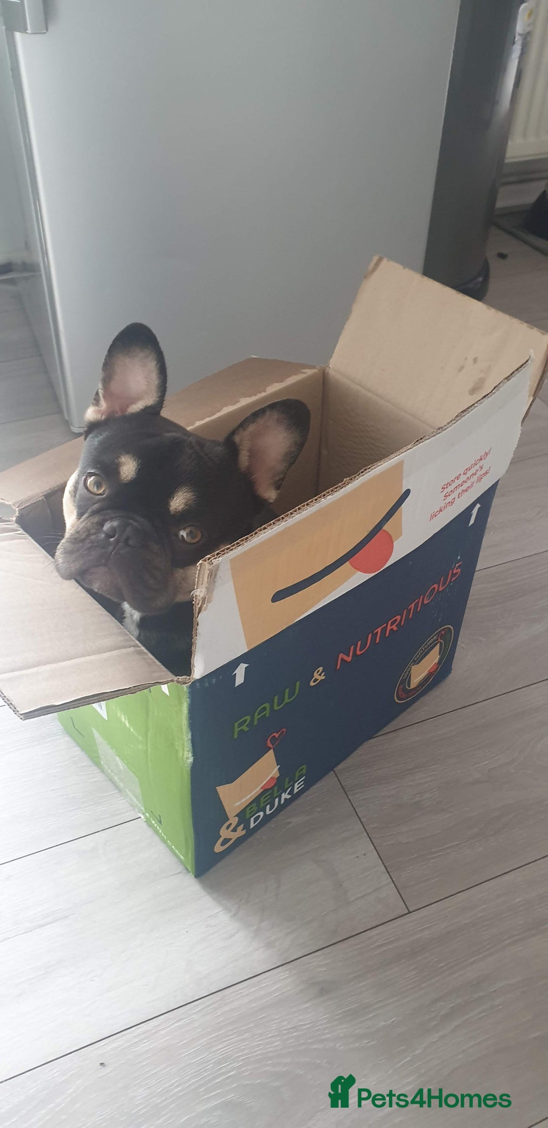 French Bulldog dogs for sale: My 5 year old Rocky - Image 4