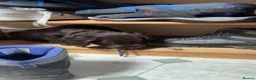 Cockapoo dogs for sale: F1b Cockapoo Puppies, Forever Home Ready 🐕‍🦺🐾 - Advert 7
