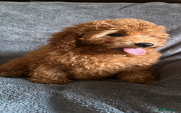 Poochon dogs for sale: Gorgeous Red Toy Poochon Pups fully health tested - Image 9