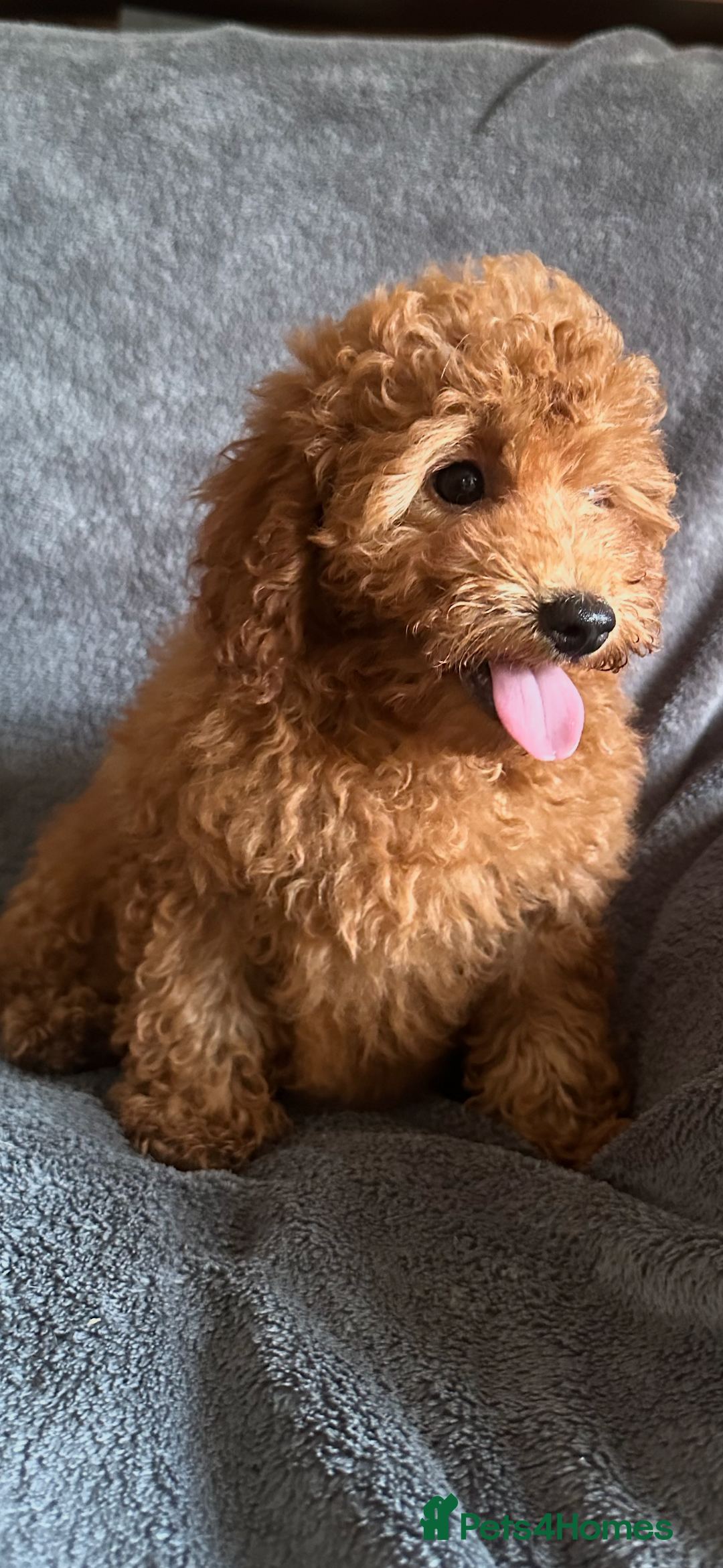 Poochon dogs for sale: Gorgeous Red Toy Poochon Pups fully health tested - Image 9