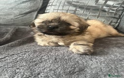 Shih Tzu dogs for sale: Shih tzu puppy  - Image 2