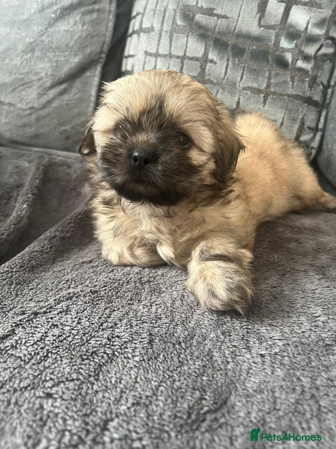 Shih Tzu dogs for sale: Shih tzu puppy  - Image 2