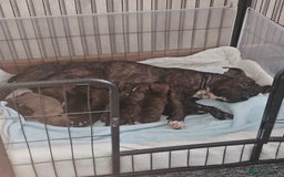 Staffordshire Bull Terrier dogs for sale: 🐶  STAFFY PUPPYS 🐶  - Image 2
