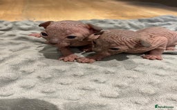 Sphynx cats for sale: Kittens sphinx Canadian  - Image 11