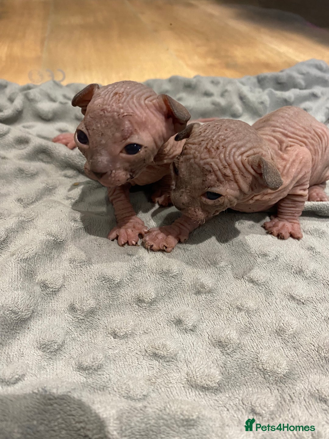 Sphynx cats for sale: Kittens sphinx Canadian  - Image 11