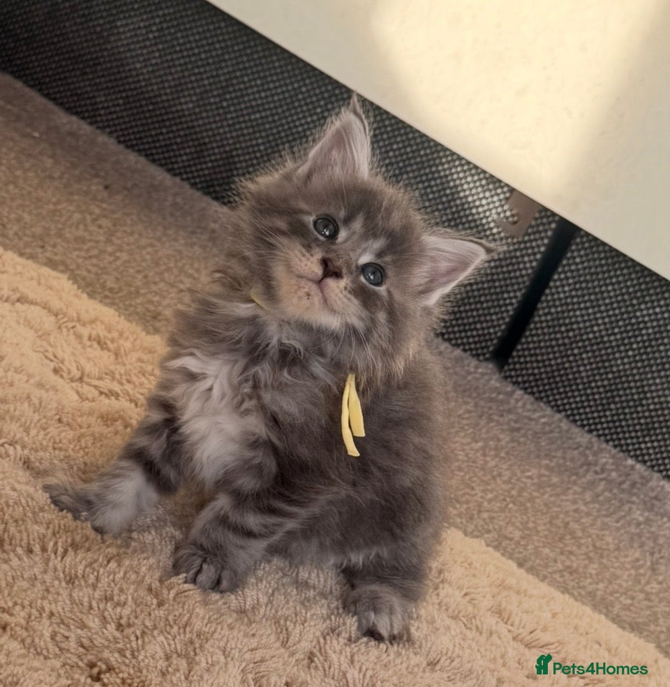 Maine Coon cats Pedigree maine coon kitten Honey - Advert 3