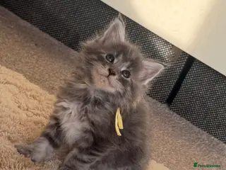 Maine Coon cats Pedigree maine coon kitten Honey - Advert 3