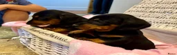 Miniature Dachshund dogs for sale: Beautiful Miniature Dachshunds - 2 boys left - Advert 5