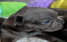 French Bulldog dogs for sale: Stunning French bulldog puppies 🐕 - Image 2