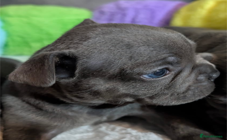 French Bulldog dogs - Advert 1