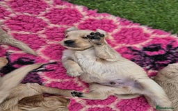 Golden Retriever dogs for sale: KC Registered Golden Retrievers - Image 4
