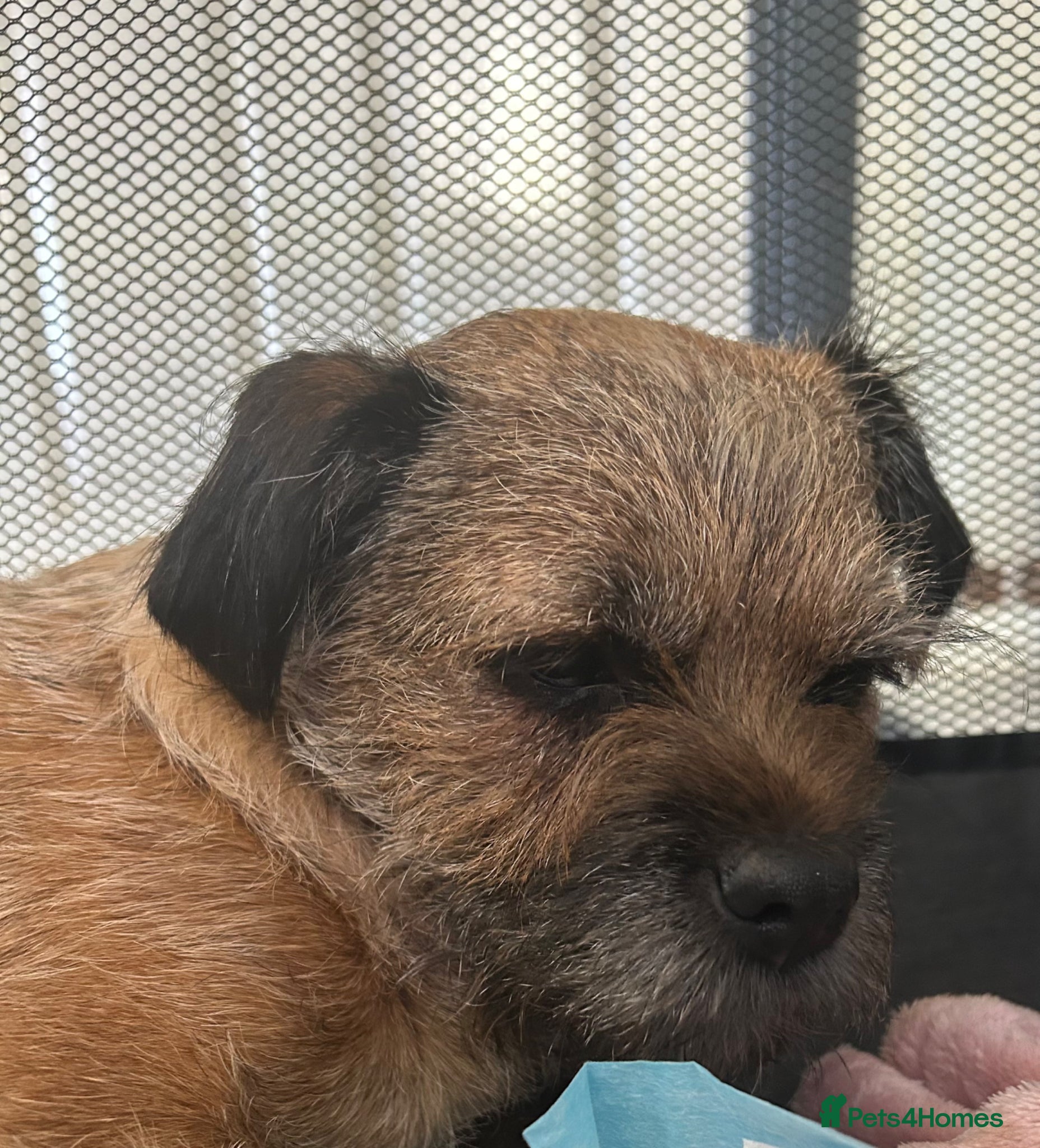 Border Terrier dogs Kc border terrier Puppys  - Advert 1