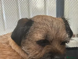 Border Terrier dogs Kc border terrier Puppys - Advert 1