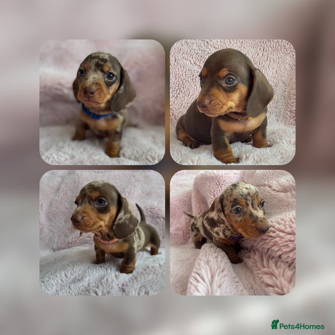 Miniature Dachshund dogs for stud: KC reg Isabella & Tan Stud! Free ovulation test in Stockton-on-Tees - Advert 31