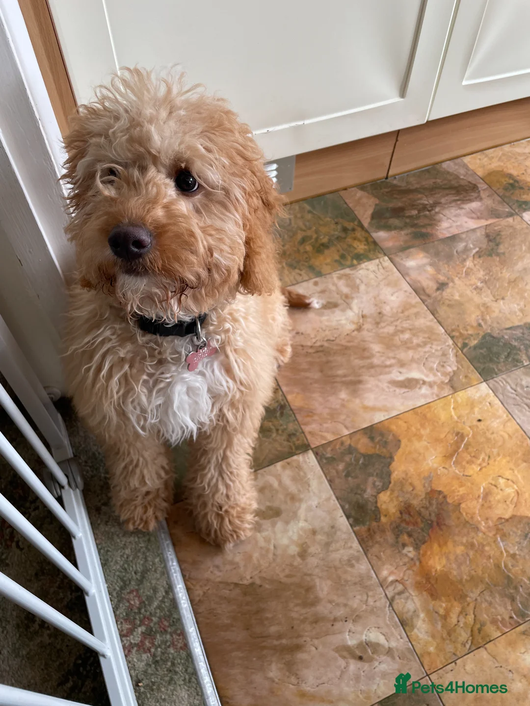Cavapoo dogs for sale: F1B Cavapoo 6 months - Advert 4